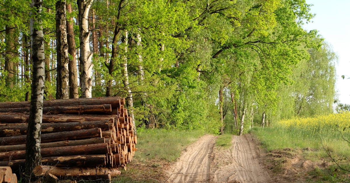découvrez comment le financement durable transforme l'économie en soutenant des projets respectueux de l'environnement et socialement responsables. explorez des stratégies financières innovantes qui favorisent un avenir durable et une croissance économique inclusive.