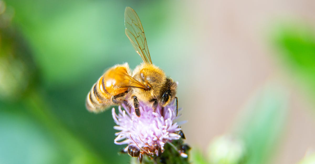 découvrez comment l'investissement durable transforme les marchés financiers tout en contribuant à un avenir écologique. explorez des stratégies qui allient rentabilité et responsabilité sociale pour un impact positif sur la planète.