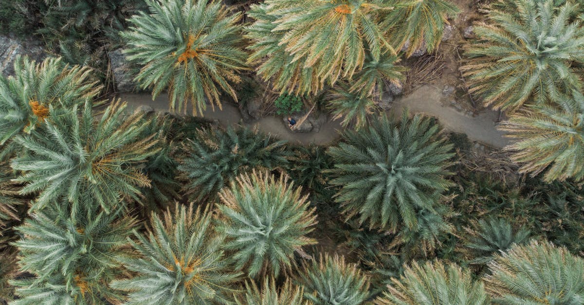 découvrez l'importance de la couverture végétale pour l'écosystème, son rôle dans la lutte contre l'érosion et son impact sur la biodiversité. apprenez comment la préservation de la végétation contribue à un environnement sain et durable.