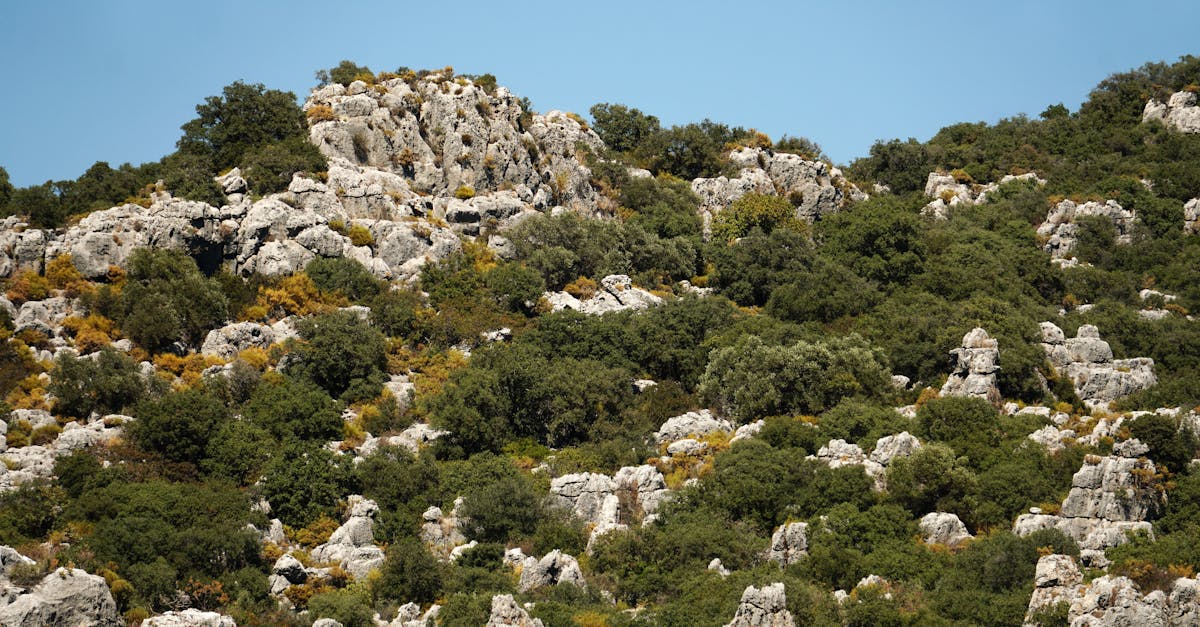 découvrez l'importance de la couverture végétale pour l'écosystème mondial. explorez comment elle affecte le climat, la biodiversité et la conservation des sols. apprenez les différentes types de couvertures végétales et leur rôle vital dans notre environnement.