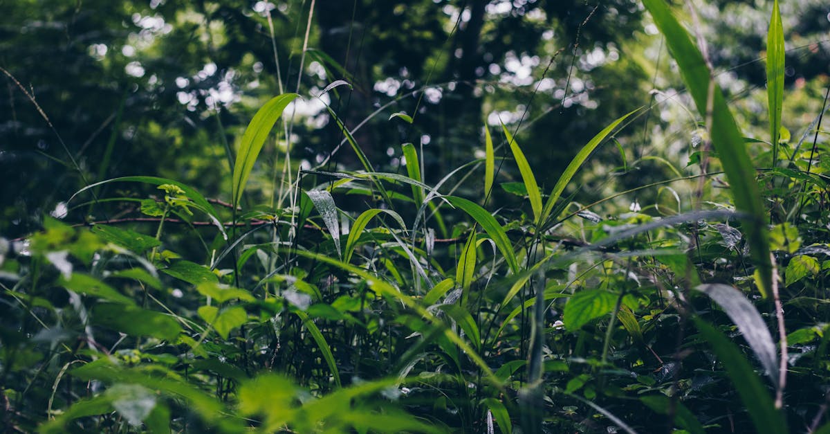 découvrez tout sur la couverture végétale, son importance pour l'écosystème, son rôle dans la lutte contre l'érosion et les changements climatiques, ainsi que les différentes formes de végétation qui protègent notre planète.