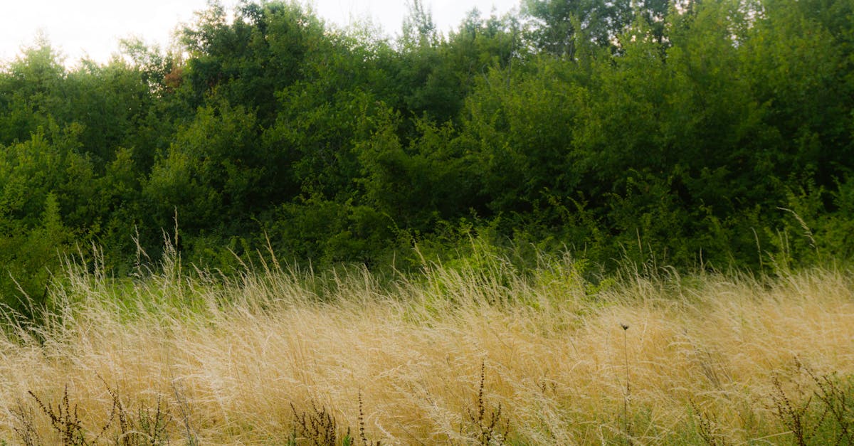découvrez l'importance de la biodiversité, ses défis actuels et son impact sur notre planète. apprenez comment préserver la richesse des écosystèmes et pourquoi chaque espèce compte pour l'équilibre de la nature.