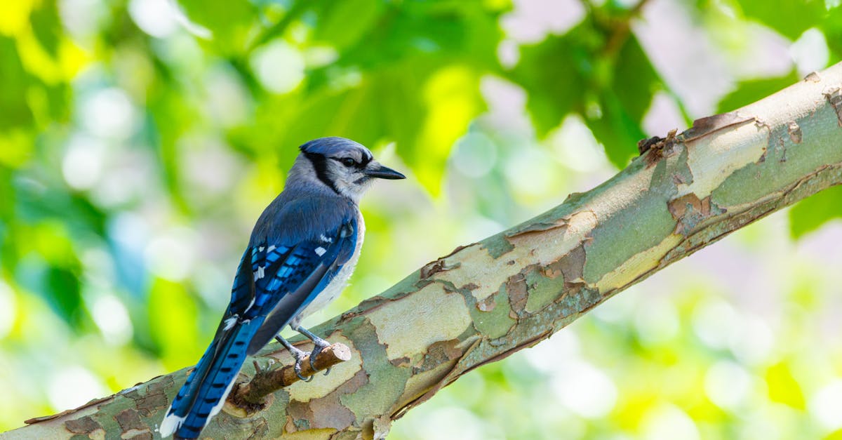 découvrez l'importance de la biodiversité pour notre planète. apprenez comment la diversité des espèces et des écosystèmes contribue à la santé de la terre et explorez des solutions pour préserver cette richesse naturelle.