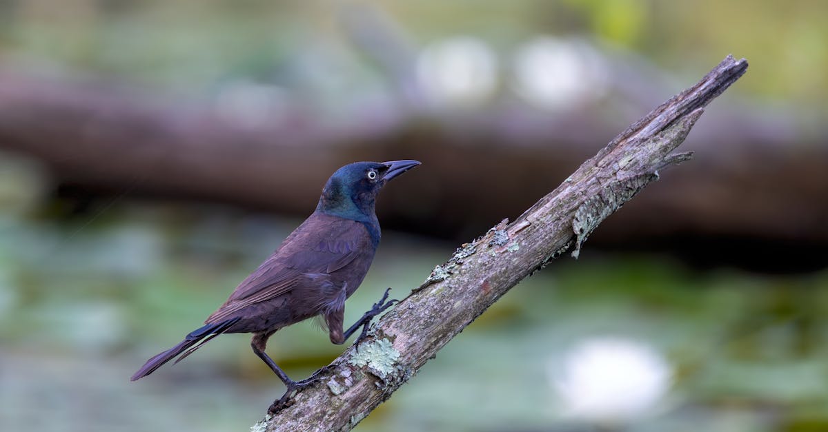 découvrez la richesse de la biodiversité, son importance pour notre écosystème et les efforts nécessaires pour la préserver. explorez la variété des espèces et leur impact crucial sur notre planète.