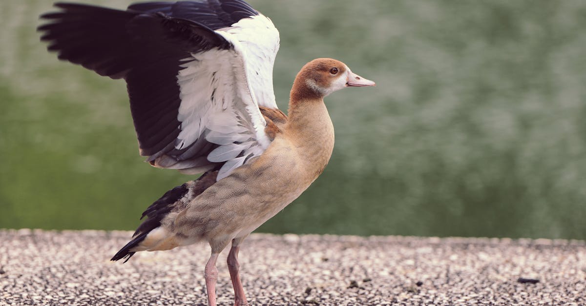 découvrez l'importance de la biodiversité pour notre planète. apprenez comment la diversité des espèces contribue à l'équilibre des écosystèmes et à la santé de notre environnement, tout en explorant des solutions pour sa préservation.