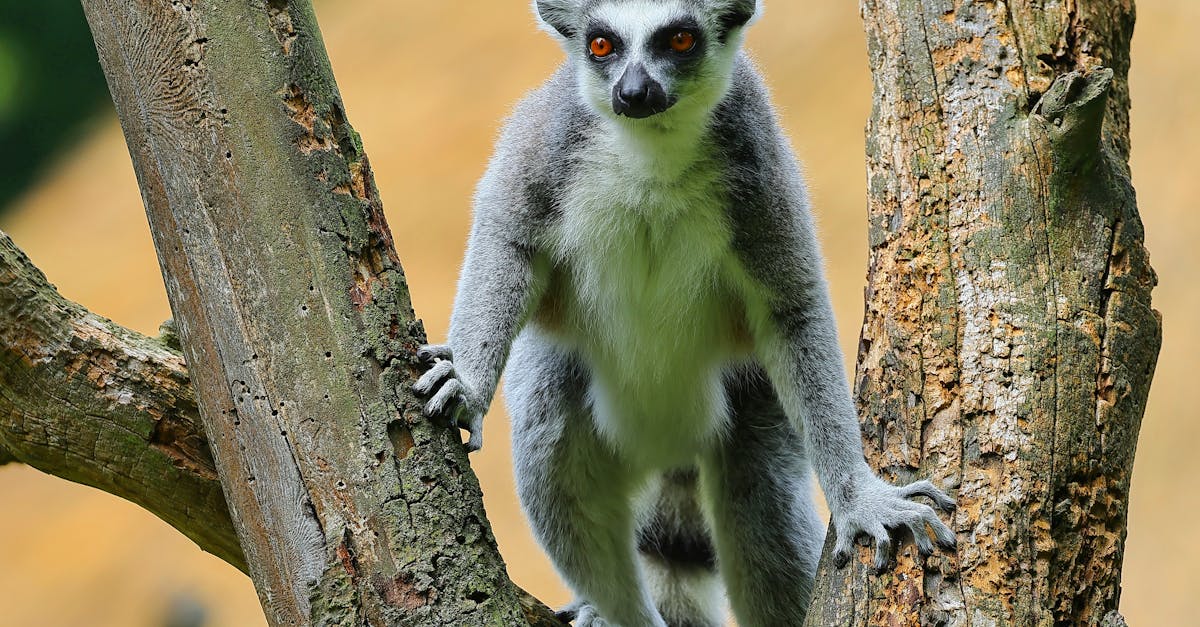 découvrez la richesse de la biodiversité et son importance cruciale pour notre planète. apprenez comment protéger les écosystèmes, préserver les espèces menacées et favoriser un avenir durable pour les générations futures.