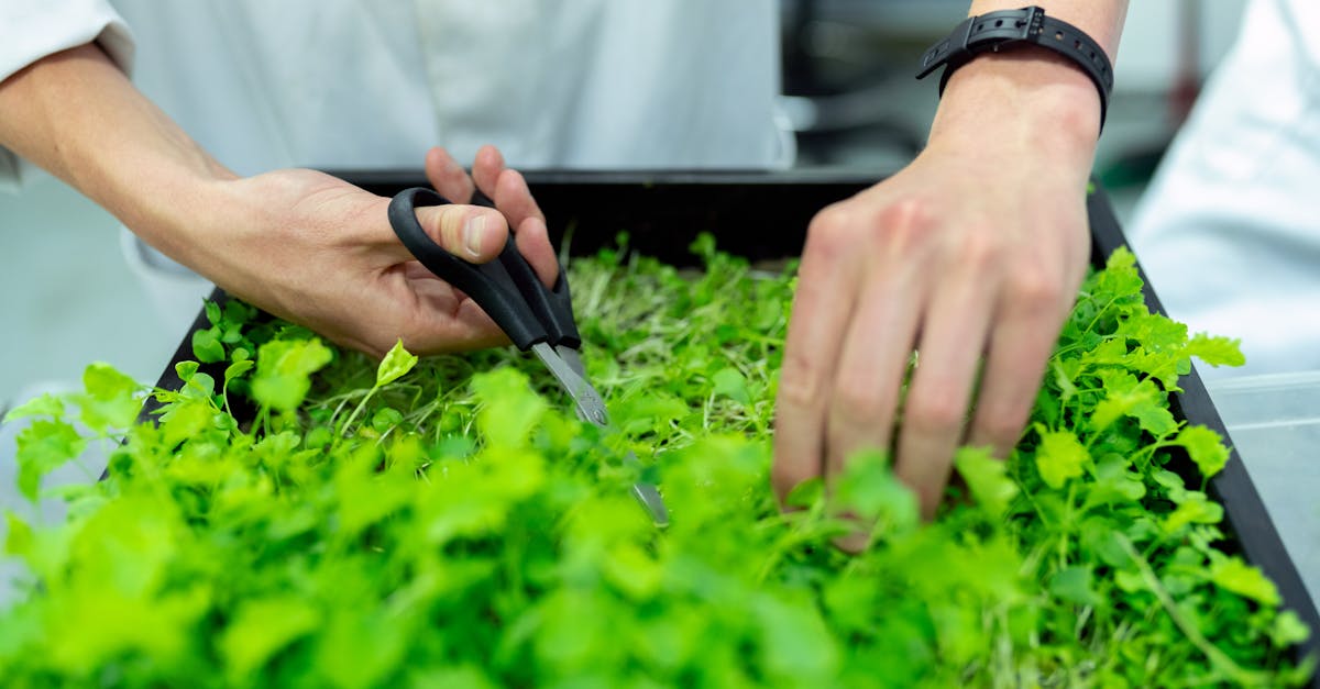 découvrez l'importance de la durabilité dans notre monde moderne. apprenez comment adopter des pratiques éco-responsables pour protéger notre planète tout en améliorant la qualité de vie des générations futures.