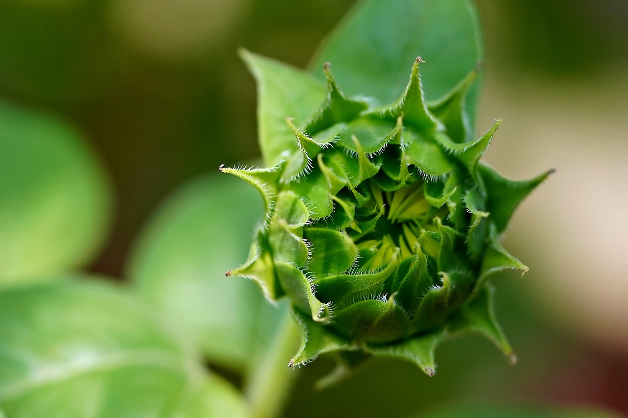 découvrez comment créer un jardin balcon biologique pour cultiver vos plantes et légumes de manière naturelle et saine, même dans un espace réduit.
